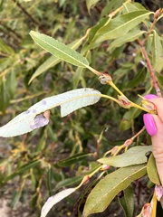 Salix daphnoides