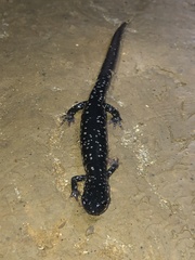Plethodon glutinosus
