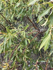 Salix daphnoides