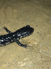 Plethodon glutinosus
