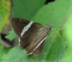 Autochton bipunctatus