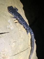 Plethodon glutinosus