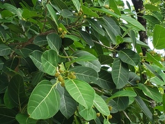 Ficus crassinervia