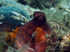 Octopus americanus