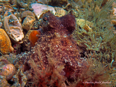 Octopus americanus