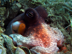 Octopus americanus