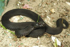 Vipera nikolskii