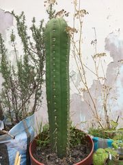 Trichocereus bridgesii