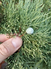 Juniperus excelsa