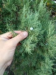 Juniperus excelsa