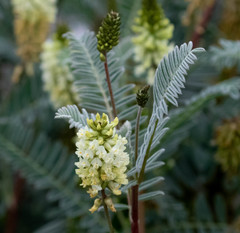 Astragalus pycnostachyus