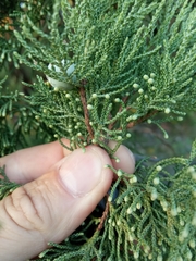 Juniperus excelsa
