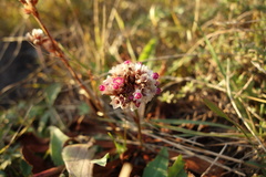 Limonium flexuosum