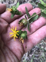Grindelia adenodonta