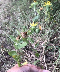 Grindelia adenodonta