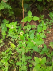 Spermacoce mauritiana