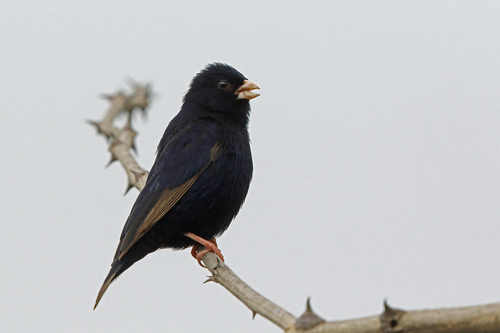 Dusky Indigobird (Vidua funerea), photo 5
