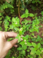 Spermacoce mauritiana