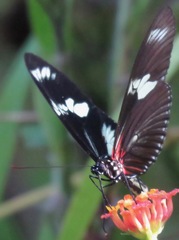 Heliconius doris viridis