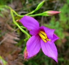 Chironia jasminoides