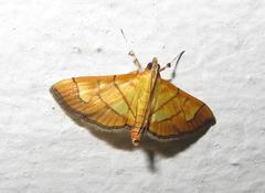 Orphanostigma haemorrhoidalis
