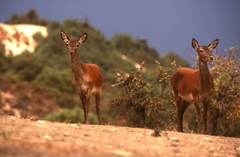 Cervus elaphus corsicanus