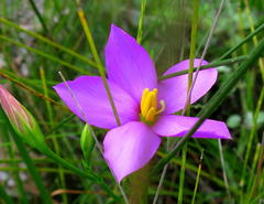 Chironia jasminoides