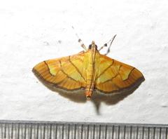 Orphanostigma haemorrhoidalis