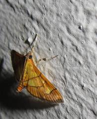 Orphanostigma haemorrhoidalis