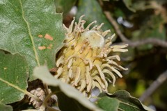 Quercus ithaburensis macrolepis