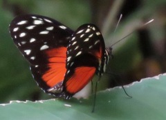 Heliconius hecale zuleika