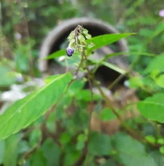Rhynchoglossum