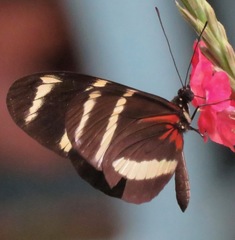 Heliconius pachinus
