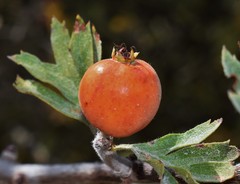 Crataegus