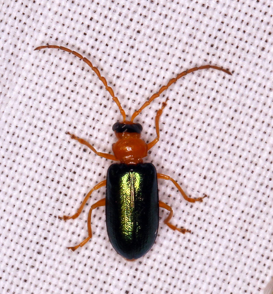 Spilocephalus viridipennis