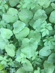 Doronicum pardalianches