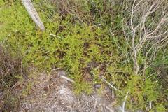 Diastella proteoides