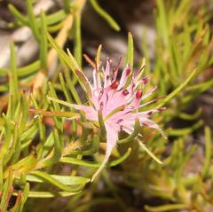 Diastella proteoides