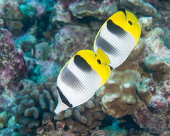 Chaetodon ulietensis