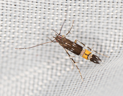 Cosmopterix pulchrimella