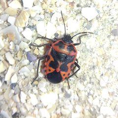 Eurydema spectabilis