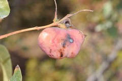 Baizongia pistaciae