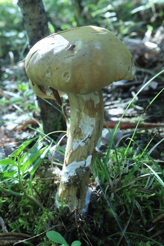Boletus edulis