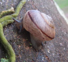 Sheldonia