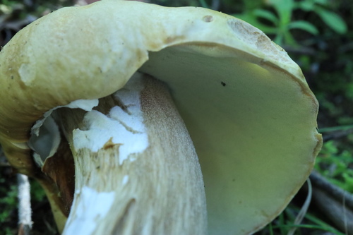 Boletus edulis (Photo 2 of 5)