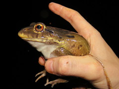 Leptodactylus knudseni