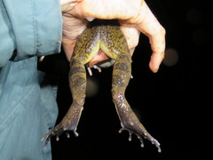 Leptodactylus knudseni