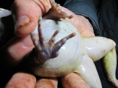 Leptodactylus knudseni