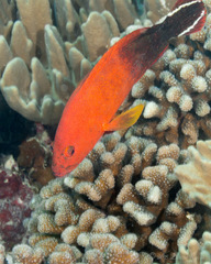 Cephalopholis urodeta