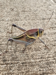 Brachystola behrensii